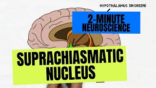 2Minute Neuroscience Suprachiasmatic Nucleus [upl. by Abrahams]