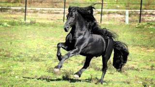 WORLD FAMOUS FRIESIAN STALLION [upl. by Arbrab]