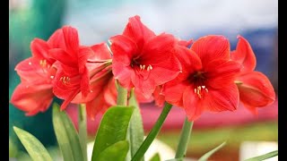 Trasplante del hippeastrum o amaryllis  Bricomanía  Jardinatis [upl. by Klapp15]