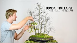 Bonsai Timelapse  American Hornbeam [upl. by Yahsed864]