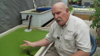 Aquaponics and Duckweed [upl. by Aehtorod]