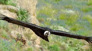 The majestic Andean Condor the largest flying bird [upl. by Hairakcaz]