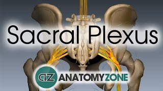 Sacral Plexus  Anatomy Tutorial [upl. by Ryle]