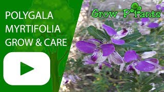 Polygala myrtifolia  grow and care [upl. by Urita762]