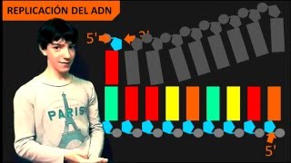 Replicación del ADN  Introducción [upl. by Suirad]