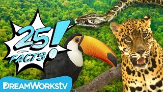 25 Facts About the AMAZON RAINFOREST  25 FACTS [upl. by Akirehs585]