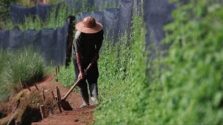 Jiaogulan Tea produced without compromise in Thailand [upl. by Wharton]