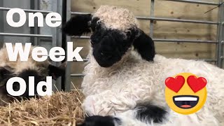 Swiss Valais blacknose sheep Gloria had a Lamb Holly cutest sheep [upl. by Vetter]