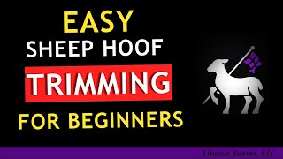 Sheep Hoof Trimming For Beginners [upl. by Ilagam]