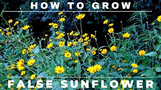 Heliopsis  How to Grow False Sunflower [upl. by Giesser]