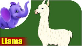 Animal Songs for Kids  Llama Song [upl. by Niliram]