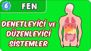 Denetleyici ve Düzenleyici Sistemler  6 Sınıf Fen evokul Kampı [upl. by Anuala]