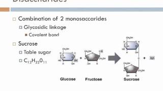 Biology 1 Lecture 5 Carbohydrates [upl. by Tnarud]