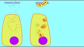 AP1 MEROCRINE APOCRINE amp HOLOCRINE GLANDS [upl. by Chet955]