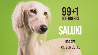 Saluki  991 Dog Breeds [upl. by Stephania327]