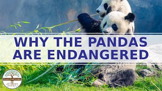 WHY THE PANDAS ARE ENDANGERED [upl. by Nyllij]