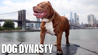 The Best Of Hulk The Giant Pitbull  DOG DYNASTY [upl. by Anoiuq]