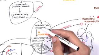 Endocrinology  Calcium and Phosphate Regulation [upl. by Abbottson118]