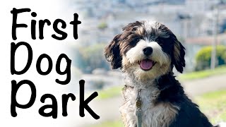 Bernedoodle puppy socialization first time at the dog park [upl. by Bogey]