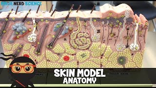 Integumentary System  Skin Model Anatomy [upl. by Shiekh896]