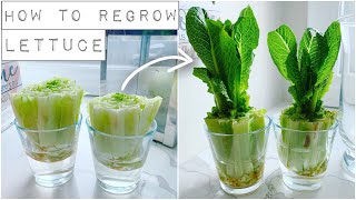 How To Regrow Lettuce With Just Water [upl. by Bourke]