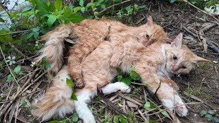 Touching Story About A Family Of Cats Hugging Each Other To Their Last Breath In The Harsh Cold [upl. by Bjorn]