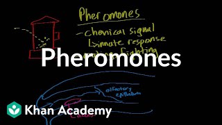 Pheromones  Processing the Environment  MCAT  Khan Academy [upl. by Acinomahs569]