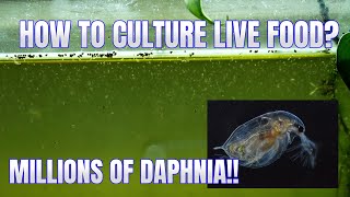 How to Culture Daphnia Secret Method to Breed MILLIONS  Simply Aquatic [upl. by Aire]