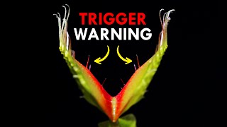 How Venus Flytraps Use Trigger Warnings To Trap Prey [upl. by Anton339]