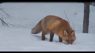 Nya kunskaper om hur rödräven rör sig i landskapet  Naturvårdsverket [upl. by Alisia924]