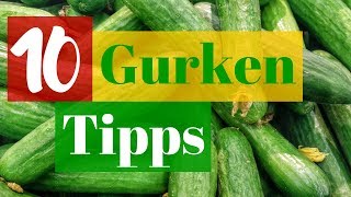 GURKEN ANBAUEN  10 Tipps für eine reiche amp leckere Ernte [upl. by Korff]