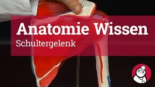 AnatomieWissen Schultergelenk [upl. by Enier]