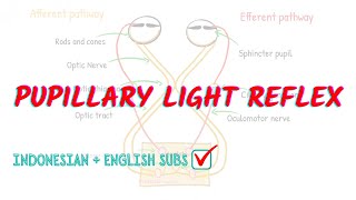 How to Examine Normal Pupils [upl. by Celestine]