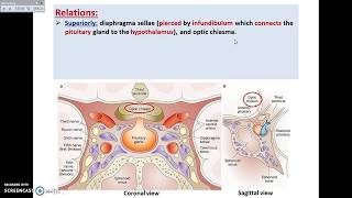 The Pituitary Gland 1  Site and Relations  Dr Ahmed Farid [upl. by Odranoel]