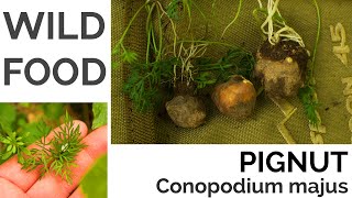 Pignut UK Foraging  UK Foraging and Wild Food Guide [upl. by Jake]