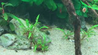 Hygrophila Pinnatifida Tissue Culture [upl. by Lerrehs557]