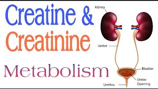 Creatine and Creatinine Metabolism  Lecture 16 [upl. by Mloc303]