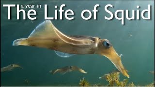 A Year in the Life of Squid [upl. by Ecreip]