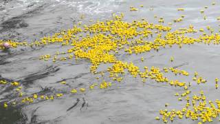 Duckathon  Thousands of Rubber ducks floating in the ocean [upl. by Aropizt706]