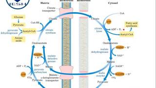 Biosíntesis de ácidos grasos Lipogénesis [upl. by Thunell]