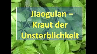 Jiaogulan  Kraut der Unsterblichkeit [upl. by Peednam]