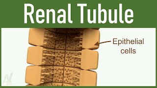 03 Nephron Structure Renal Tubule [upl. by Olra]