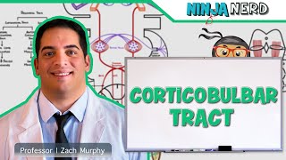 Neurology  Descending Tracts Corticobulbar Tract [upl. by Hayton511]