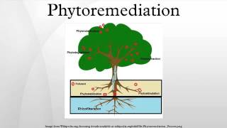 Phytoremediation [upl. by Litsyrk610]