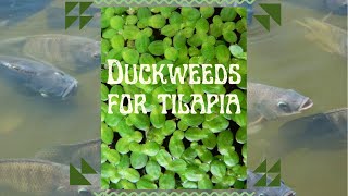 FEEDING TILAPIA with DUCKWEEDS Organic Food for Fish [upl. by Haase373]