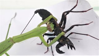 Praying Mantis VS Whip Scorpion [upl. by Aicilaanna]