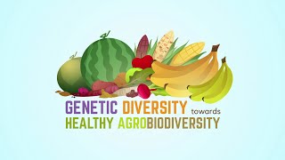 Agrobiodiversity Part 3  Genetic Diversity [upl. by Amr964]