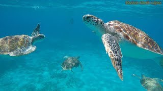 ¡Asombroso  Nadando con 4 tortugas marinas  Sea Turtles [upl. by Bailie566]