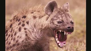 Hyena Sounds  Laughing Hyena laugh [upl. by Edroi]