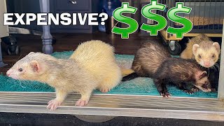 The Cost of Owning a Ferret 2021 [upl. by Switzer203]